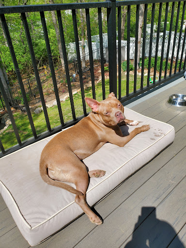 Imperial Animal Hospital Pet Lodge and Grooming image