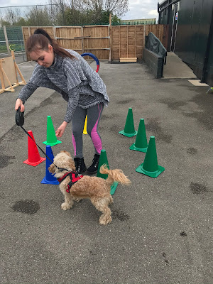 Paws Positive Dog Training Academy