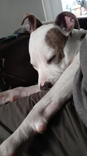 Pet Supply Store «Pet Supplies Plus», reviews and photos, 2250 N Rock Rd Ste. 110, Wichita, KS 67226, USA