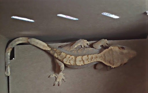 Pet Supply Store «Petco Animal Supplies», reviews and photos, 7040 Valley Creek Plaza, Woodbury, MN 55125, USA