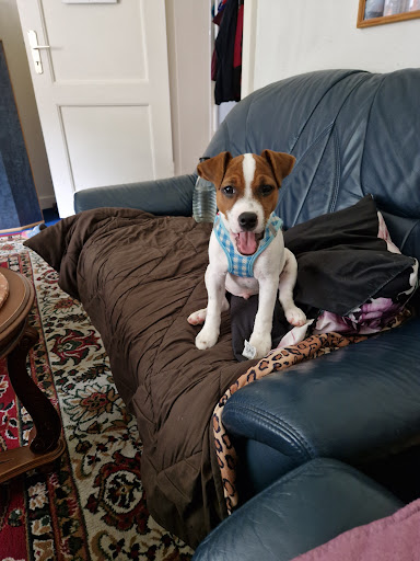 Tierarztpraxis am Riesebusch, Dr. Heiko Bach unter Bad Schwartau, 