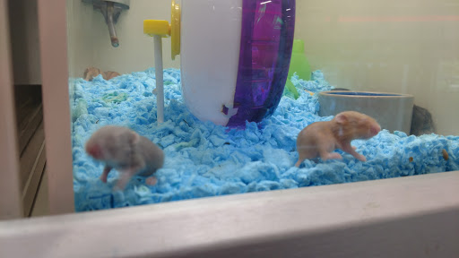 Pet Supply Store «PetKraze», reviews and photos, 100 Independent Way, Brewster, NY 10509, USA