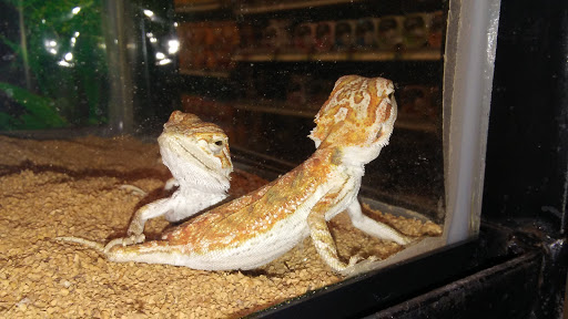 Pet Supply Store «Petland Discounts - Park Slope», reviews and photos, 510 5th Ave, Brooklyn, NY 11215, USA