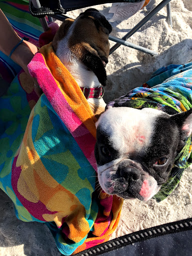 Dog Park «Apollo Beach Dog Park», reviews and photos, 664 Golf and Sea Blvd, Apollo Beach, FL 33572, USA