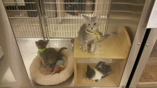 Pet Supply Store «PetSmart», reviews and photos, 7290 W Bell Rd, Glendale, AZ 85308, USA