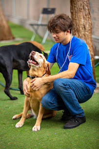 Doggie District - Silverado - Photo 3 - Car repair in Las Vegas, NV, Henderson