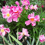 Photo n°5 de l'avis de francesco.u fait le 25/05/2021 à 12:57 sur le  Garden Restaurant Colour Café à Vitorchiano