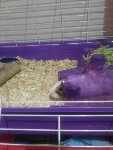 Pet Supply Store «PetSmart», reviews and photos, 1020 Veterans Pkwy #900, Clarksville, IN 47129, USA