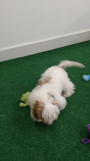 Pet Store «AA Ridgewood Kennels II», reviews and photos, 5401 Lincoln Hwy, Gap, PA 17527, USA