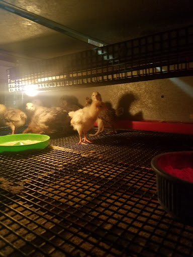 Animal Feed Store «Agoura Feed», reviews and photos, 28327 Agoura Rd, Agoura Hills, CA 91301, USA