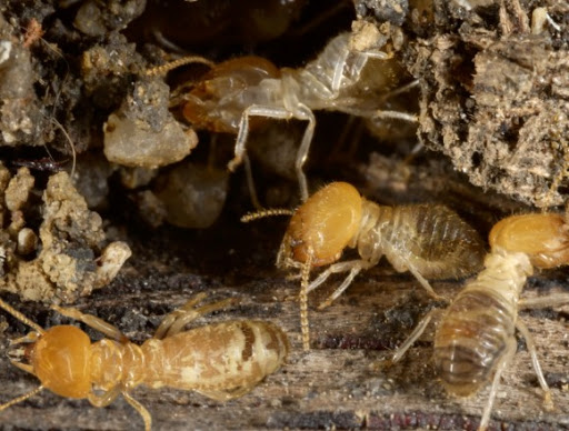 Cockroach pest control Orlando