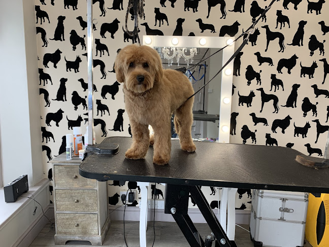 Cats and Dogs grooming Bournemouth - Dog trainer