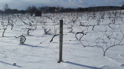 Winery «Hopewell Valley Vineyards», reviews and photos, 46 Yard Rd, Pennington, NJ 08534, USA