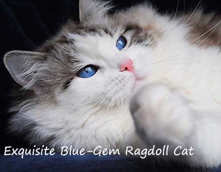 Blue Gem Ragdoll Cattery