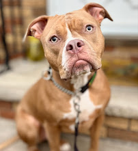 Bark Busters Home Dog Training Northern Colorado - Photo 3 - Car repair in , Fort Collins