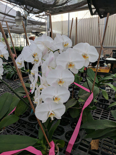 Florist «Dr Delphinium Flower & Orchid House», reviews and photos, 513 W Campbell Rd, Richardson, TX 75080, USA