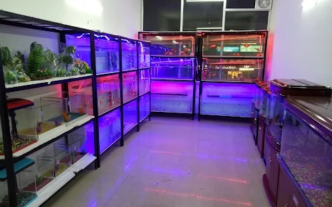Honey Fish Gallery - Fish Aquarium In Zirakpur image
