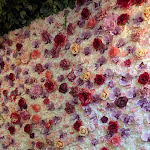 Photo n°7 de l'avis de Aline.c fait le 26/01/2024 à 10:41 sur le  Earth Bowls à Heidelberg