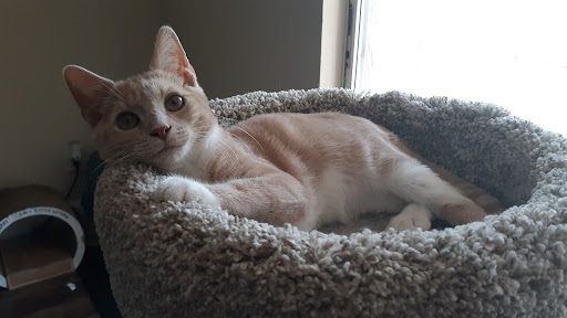 Veterinarian «PetCoral Resort and Veterinary», reviews and photos, 924 Del Prado Blvd, Cape Coral, FL 33990, USA