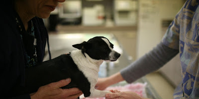 Antietam Valley Animal Hospital