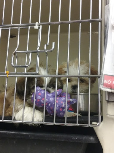 Pet Store «Just Puppies Inc», reviews and photos, 1028 York Rd, Towson, MD 21204, USA