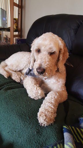 Pet Supply Store «Paws In The Park», reviews and photos, 17833 1st Avenue South, Seattle, WA 98148, USA