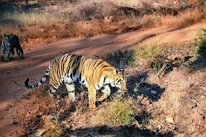 Tadoba Andhari Tiger Reserve image