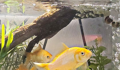 Pet Supply Store «PetSmart», reviews and photos, 181 Wilson Ave, Hanover, PA 17331, USA