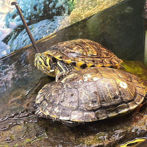 Pet Store «B & B Pet Stop, Inc.», reviews and photos, 5035 Cottage Hill Rd, Mobile, AL 36609, USA