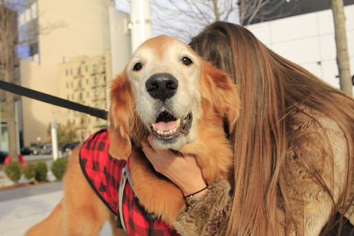 Photo of Brooklyn Dog Walker Brooklyn Pet Sitters Wigglee Waggle Inc.