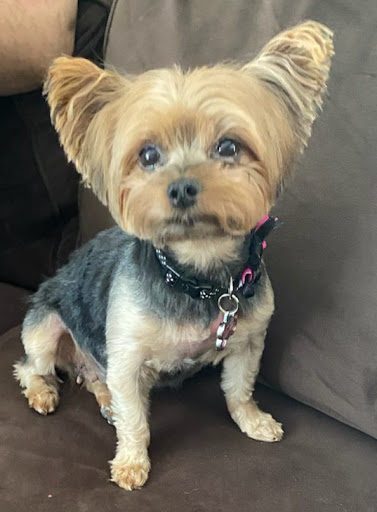 Pet Supply Store «PetSmart», reviews and photos, 17651 Colima Rd, City of Industry, CA 91748, USA