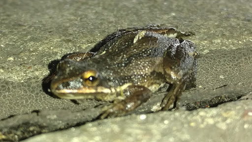 Performing Arts Theater «Hollywood Casino Amphitheatre», reviews and photos, 19100 Ridgeland Ave, Tinley Park, IL 60477, USA