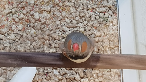 Pet Supply Store «PetSmart», reviews and photos, 290 S Broadway, Salem, NH 03079, USA