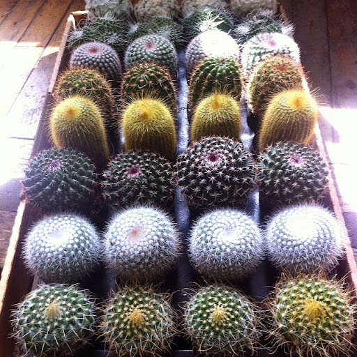 Florist «Halsted Flowers, LLC», reviews and photos, 2725 N Halsted St, Chicago, IL 60614, USA