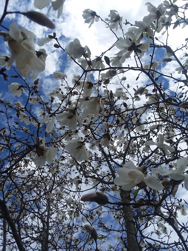 Park «Clasky Common Park», reviews and photos, Purchase St, New Bedford, MA 02740, USA