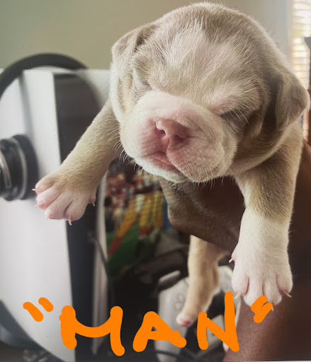 Pet Supply Store «Bully Zone Pet Supplies & Pet Grooming», reviews and photos, 1409 McCarter Hwy, Newark, NJ 07104, USA