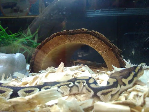 Pet Supply Store «PetSmart», reviews and photos, 1391 S Commons Dr, Myrtle Beach, SC 29588, USA