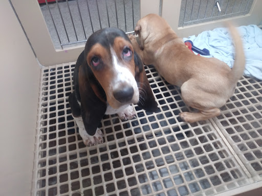 Pet Store «Petland», reviews and photos, 1600 Turner McCall Blvd, Rome, GA 30161, USA