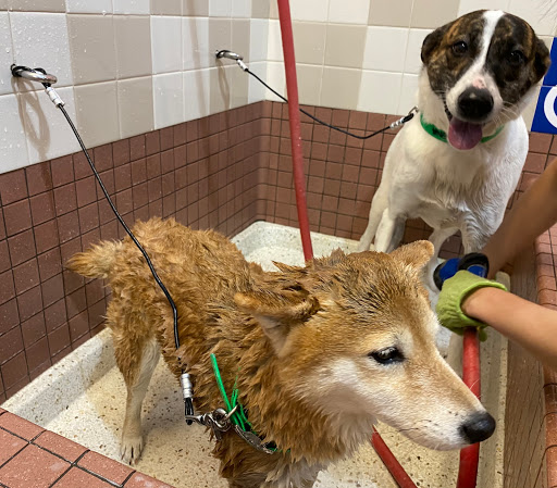 Pet Supply Store «Pet Food Express», reviews and photos, 320 S Lake Ave, Pasadena, CA 91101, USA