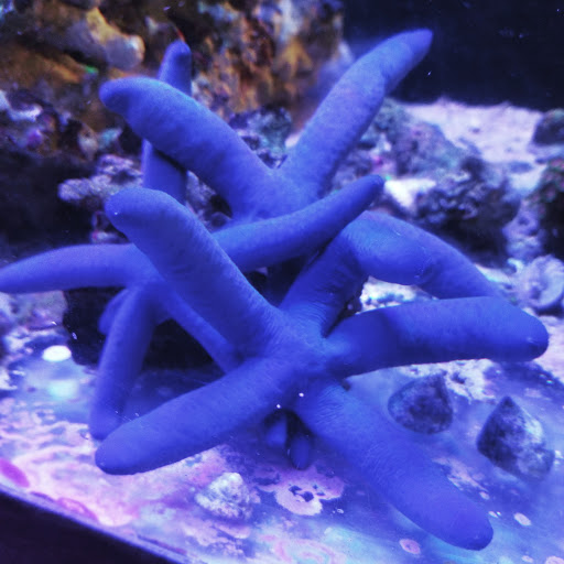 Aquarium «Marine EXTREMES», reviews and photos, 6257 E 21st St N, Wichita, KS 67208, USA