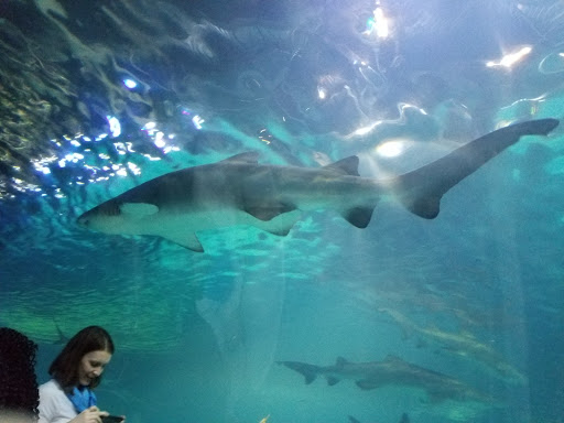 Aquarium «Adventure Aquarium», reviews and photos, 1 Riverside Dr, Camden, NJ 08103, USA