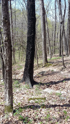 Nature Preserve «Engelmann Woods Natural Area», reviews and photos, 2360 Hwy D, Boles Township, MO 63304, USA