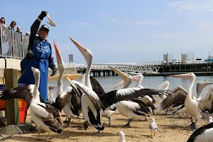 San Remo Pelican Feeding image