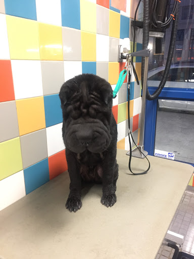 Pet Supply Store «Unleashed by Petco», reviews and photos, 1402 Wilshire Blvd, Santa Monica, CA 90403, USA