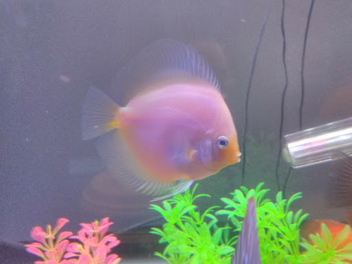 Pet Store «Pet World», reviews and photos, 891 Harriman Pl, San Bernardino, CA 92408, USA