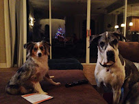 1 For The Road Pet Services - Photo 2 - Car repair in , Orlando