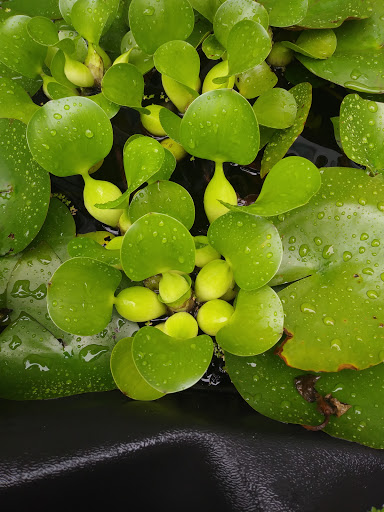 Florist «Thai-Rific Orchids Inc», reviews and photos, 5313 Gulfport Blvd S, Gulfport, FL 33707, USA