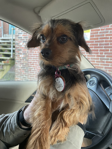 Pet Supply Store «PetSmart», reviews and photos, 208 Mariner Way, Biddeford, ME 04005, USA