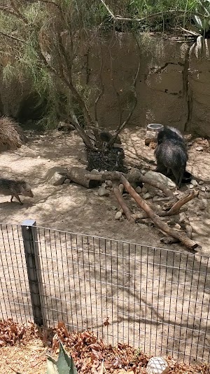 The Living Desert - photo 19