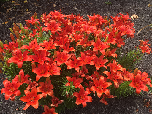 Golf Course «Boone Links Golf Course», reviews and photos, 19 Clubhouse Dr, Florence, KY 41042, USA